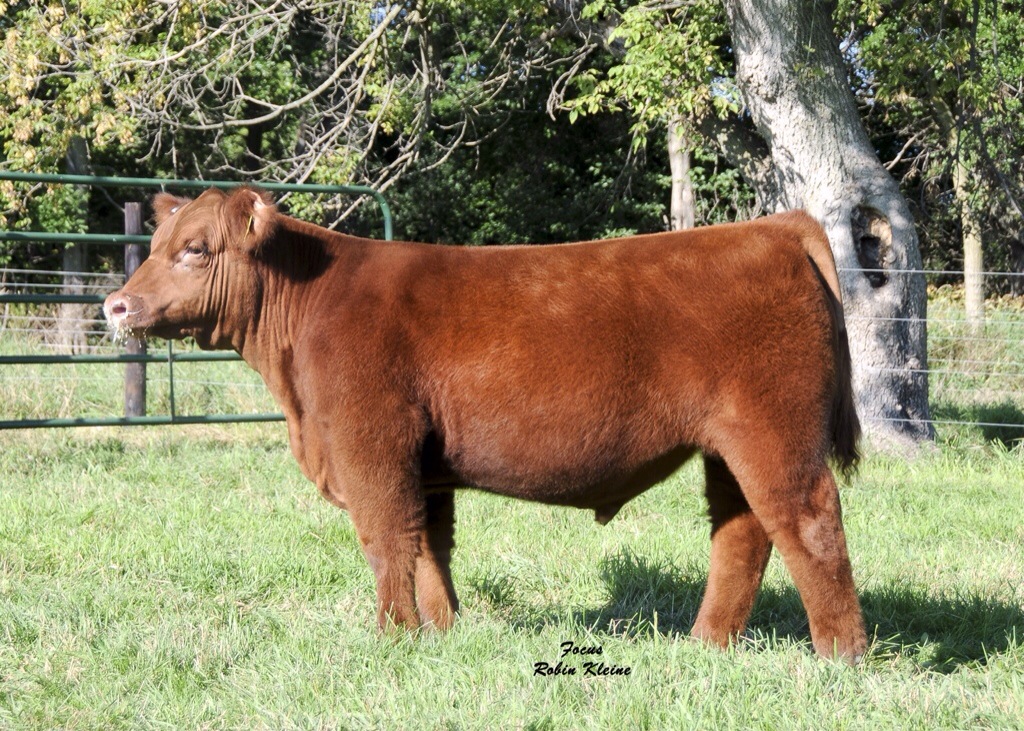 unionville cattle auction tn
