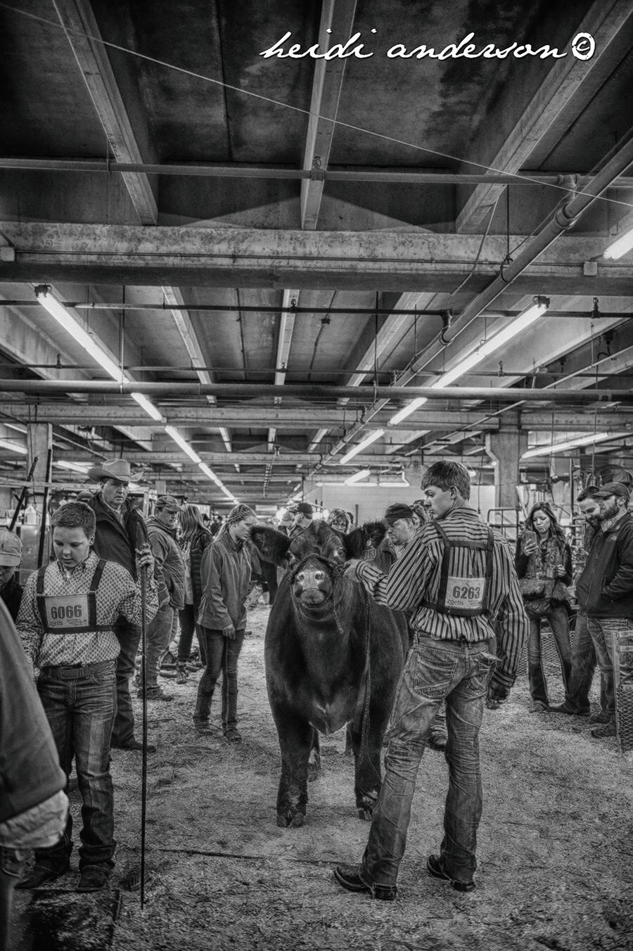 denver livestock market reports
